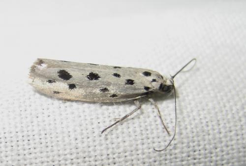 Réf. 195 316 : Ethmia dodecea